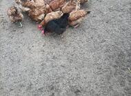 Grajewo ogłoszenia: Sprzedam kure  i koguta 
Zapraszam do zakupu 
Tel 794 120 435,... - zdjęcie